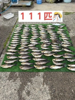イサキ３ケタ達成！