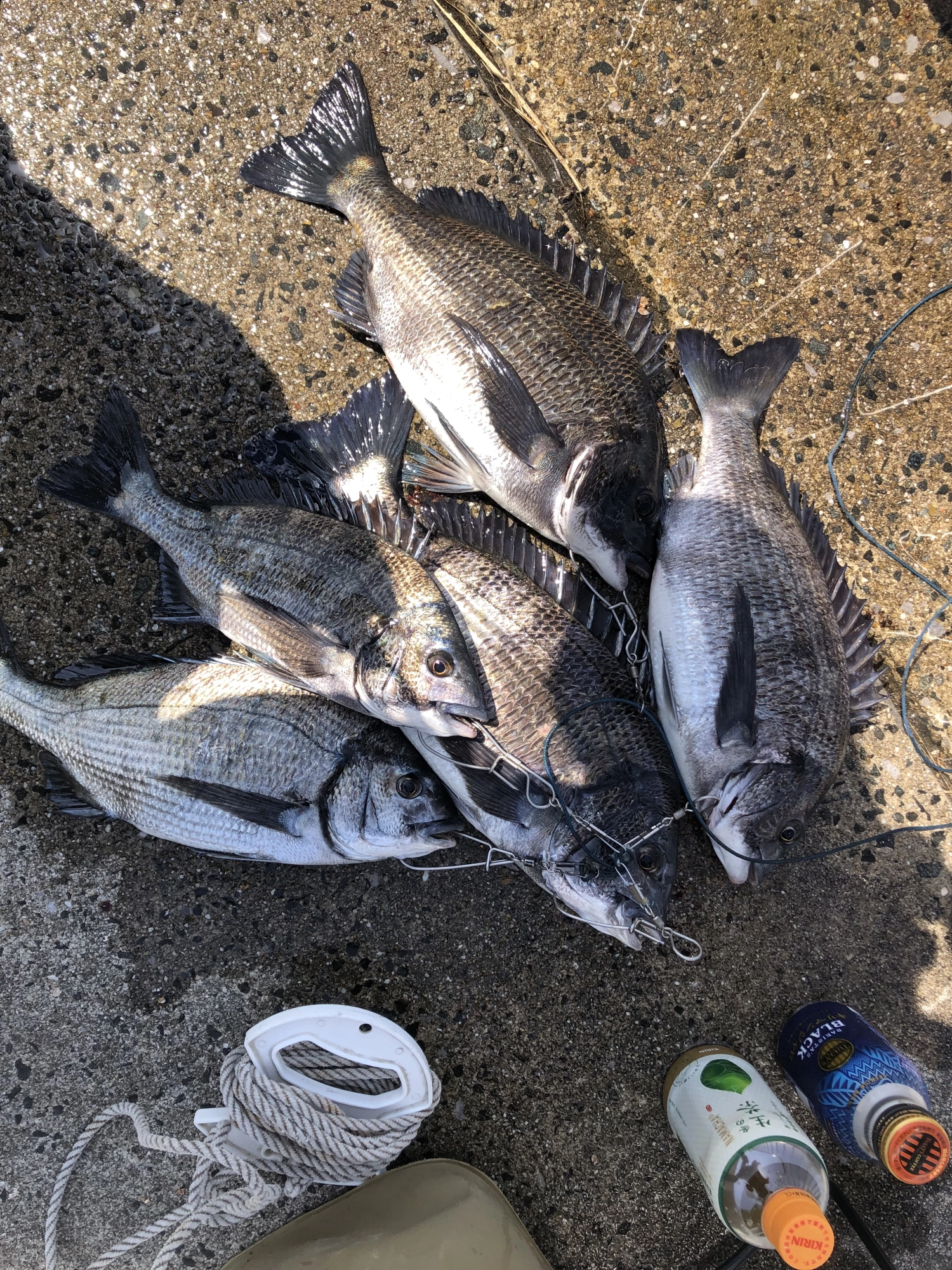 朝一番大物が，来たが，ハリス飛ばされました。
