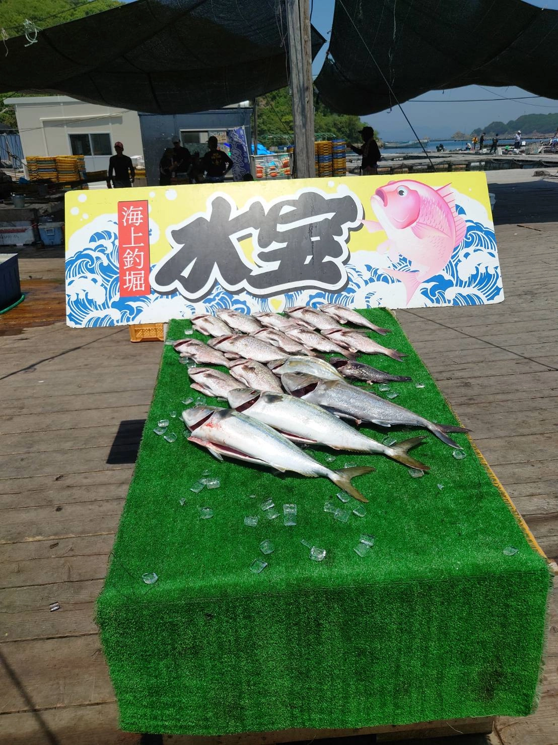 青物はアジとウグイでした。