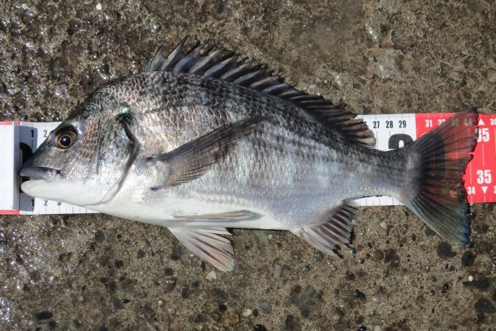 クロダイ３５ｃｍ、よく引きました