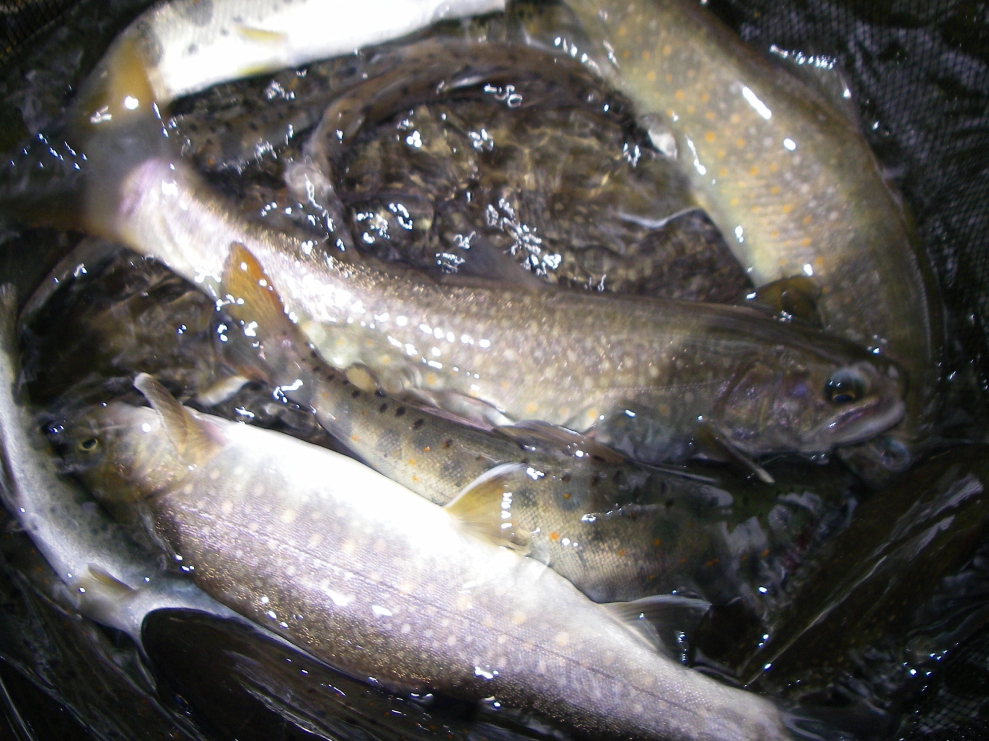 岩魚は良型揃いでしたが、４月後半に釣ったものより瘦せ気味。何故？