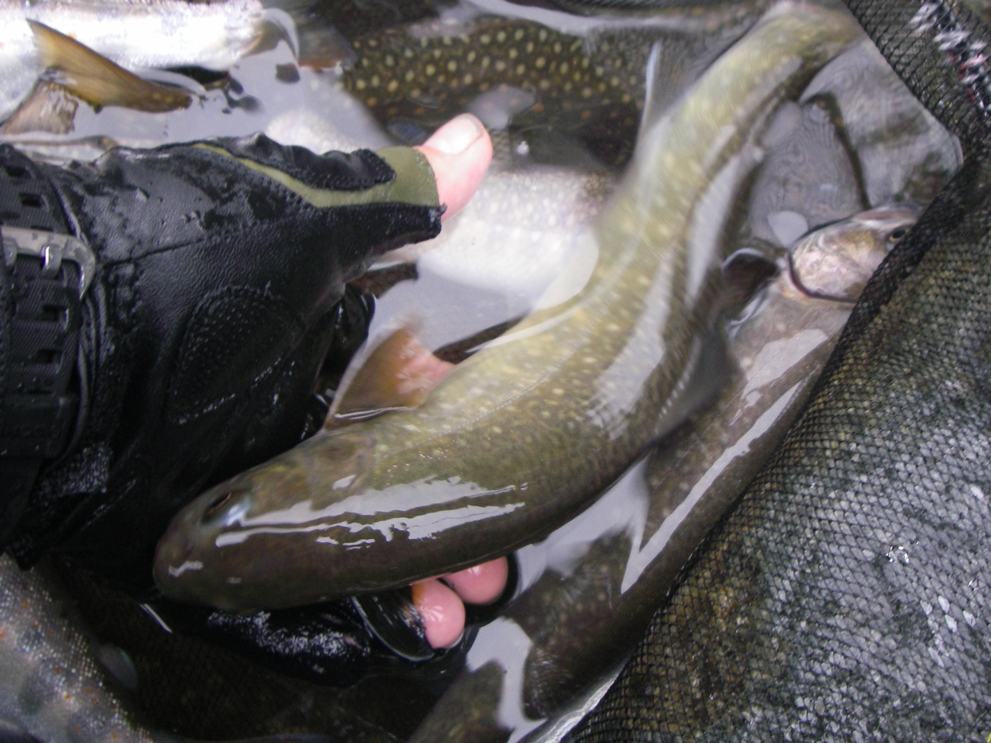 岩魚は今の時期は川虫しかダメみたいです。８月からは食用の塩イクラがメインとなります。