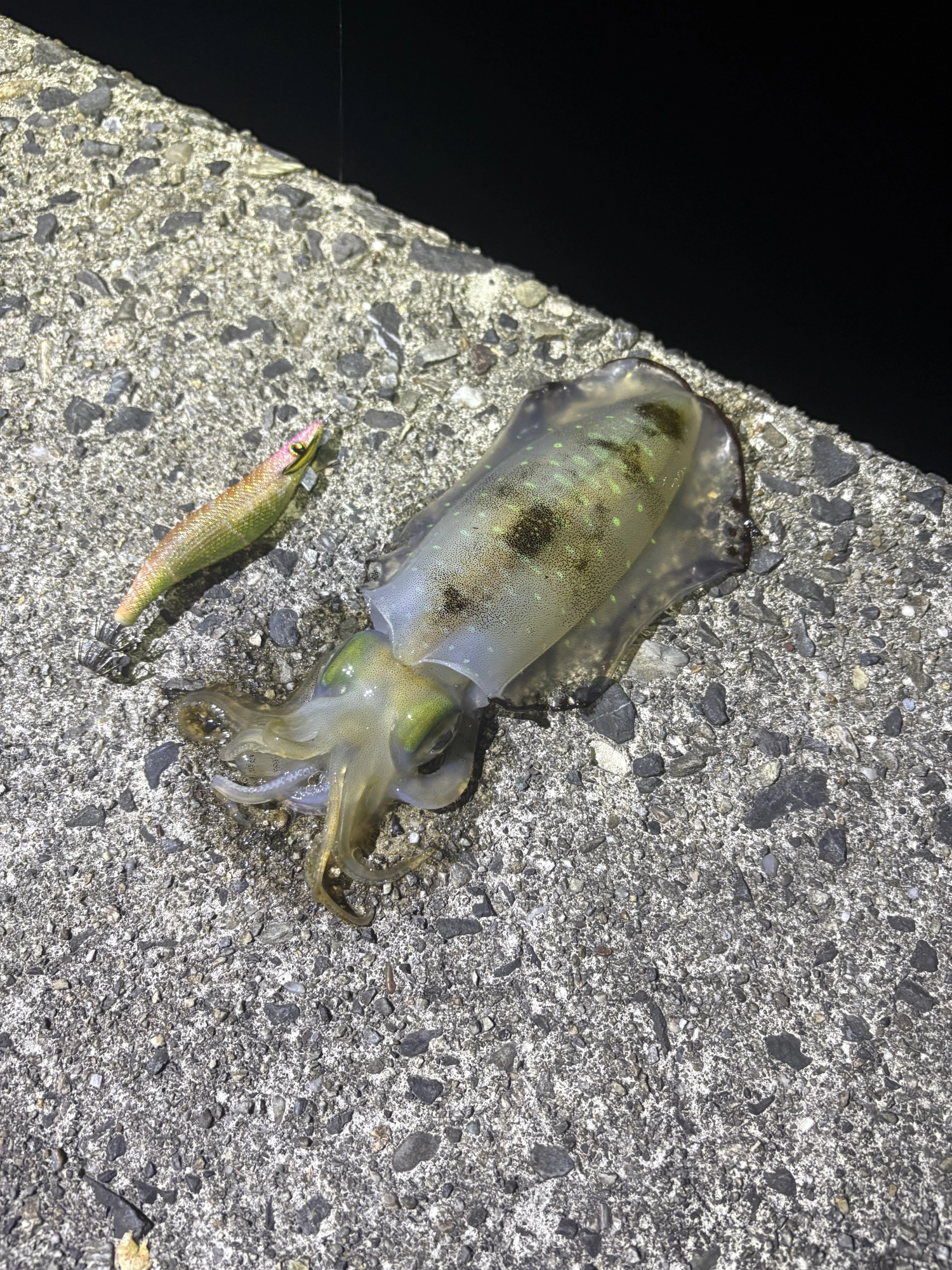 今、このサイズ笑