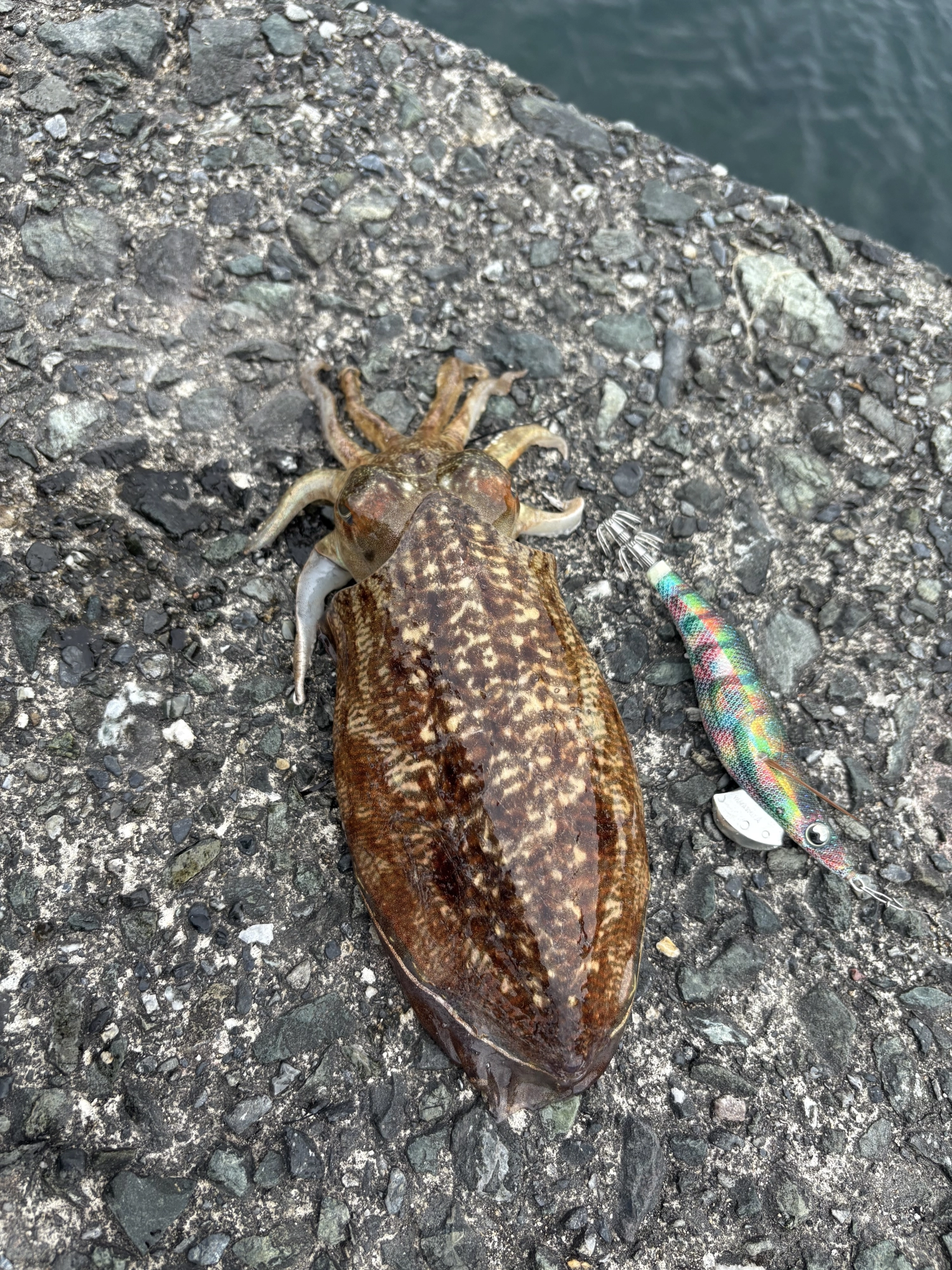 可愛いサイズ