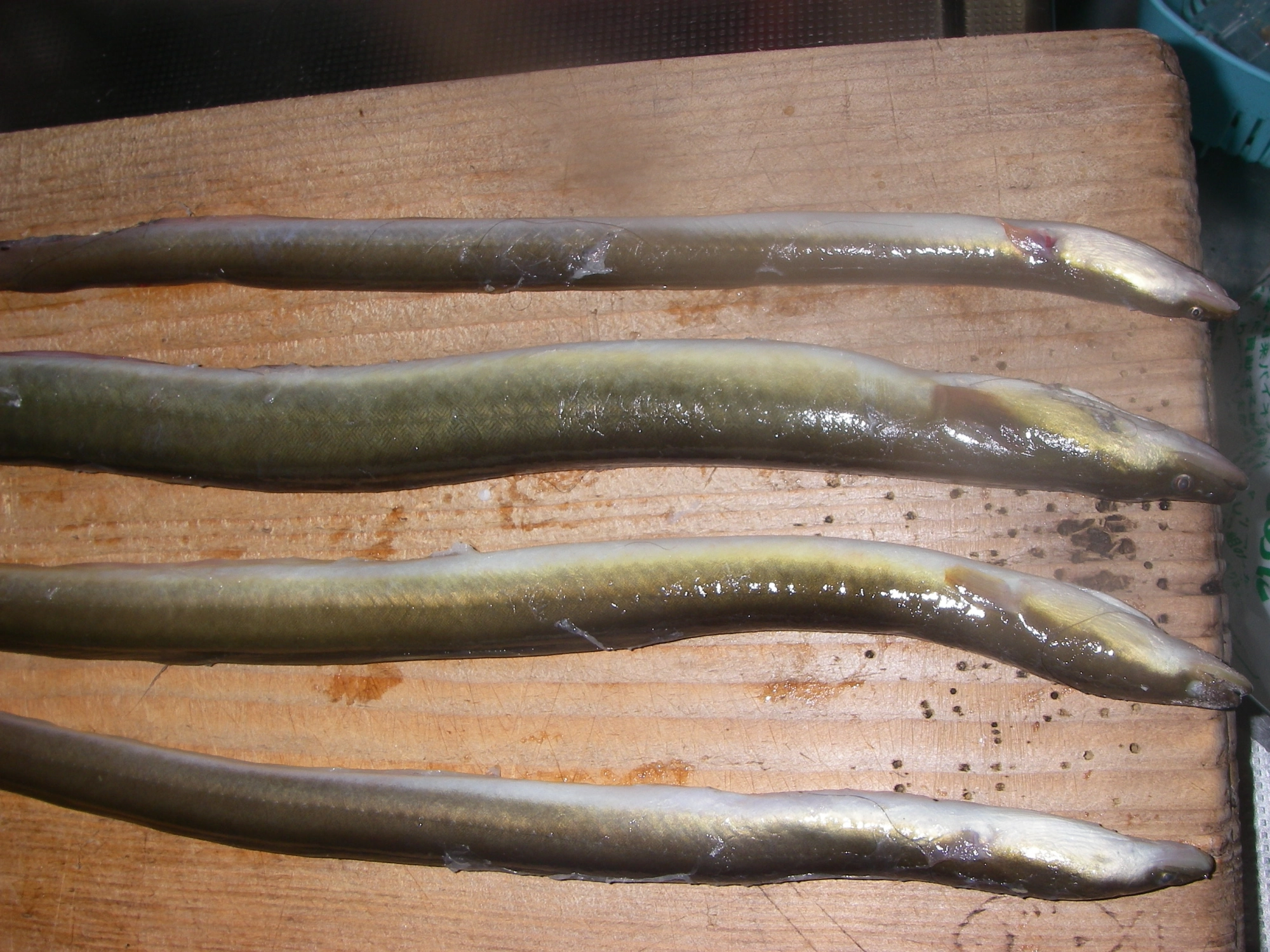 40cm以上のサイズ持ち帰り