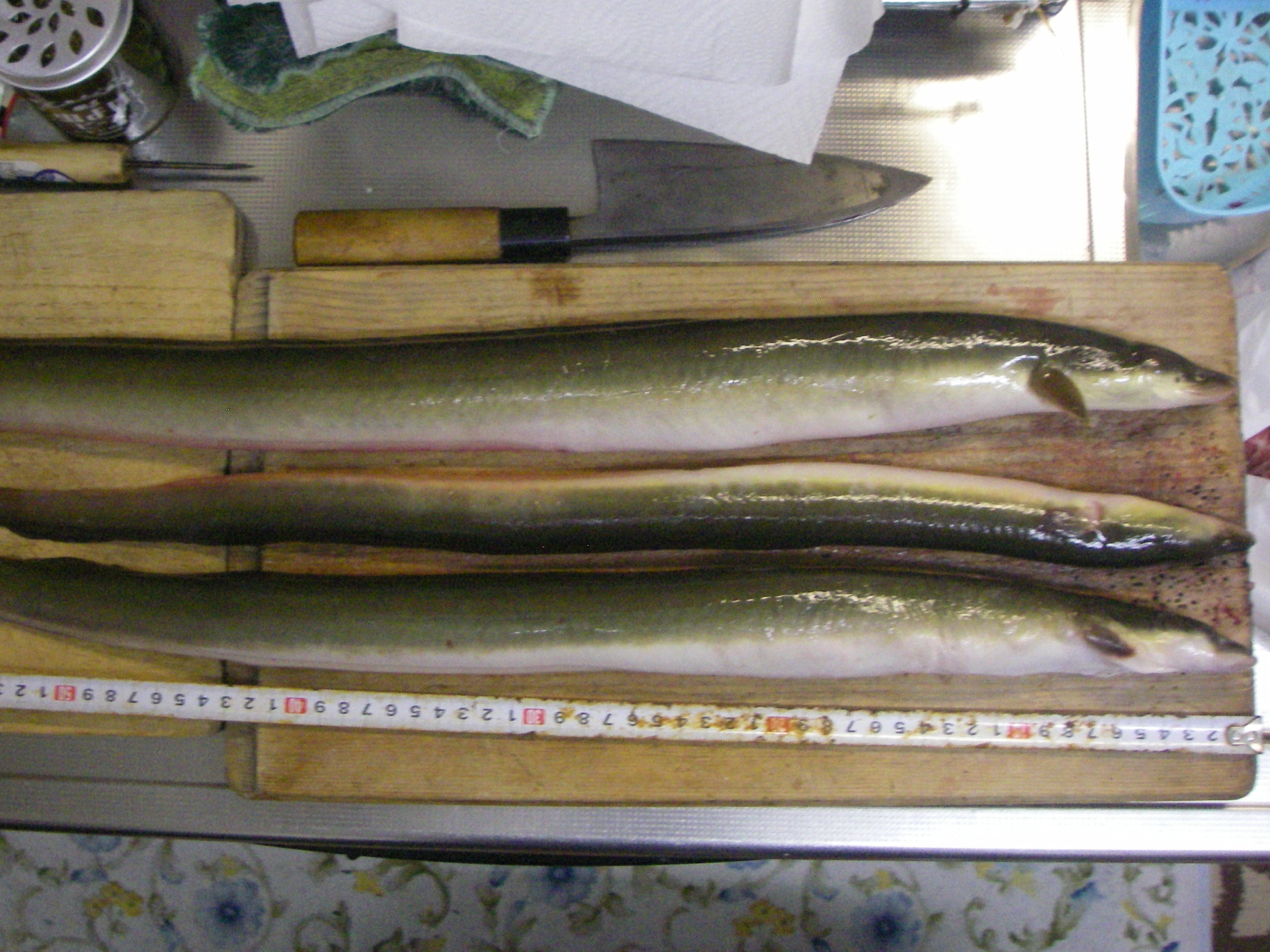 ７０ｃｍ６１３ｇ竿ごと持ってかれました。途中で３度も根に引っ掛かり、ダメかと思いましたが強引に引きづりだすのではなく出てくるまで耐えました。引き上げる時はよくバラスので非常に慎重になります。バケツまでの移動中に外れる場合も想定しなければならないので外れた場合は捕まえれる体制が必要ですね。