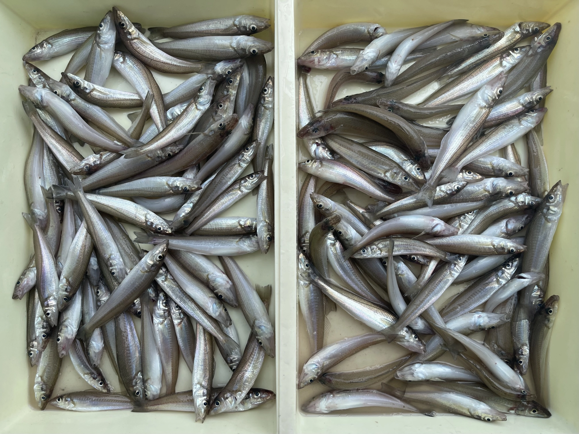まだまだサイズはバラバラですが釣れますよッ(^-^)