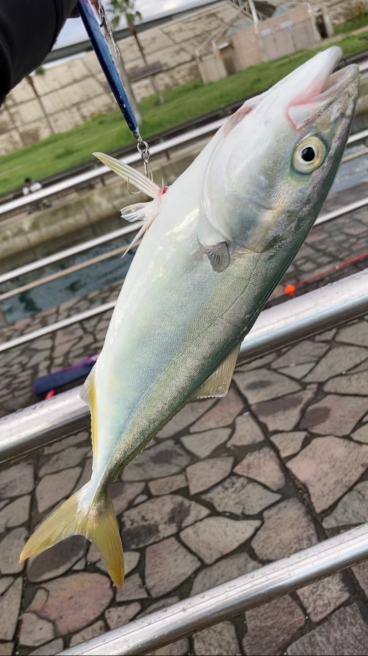 スレ掛かりでしたがとても元気で、引き上げるのに手間取りました。