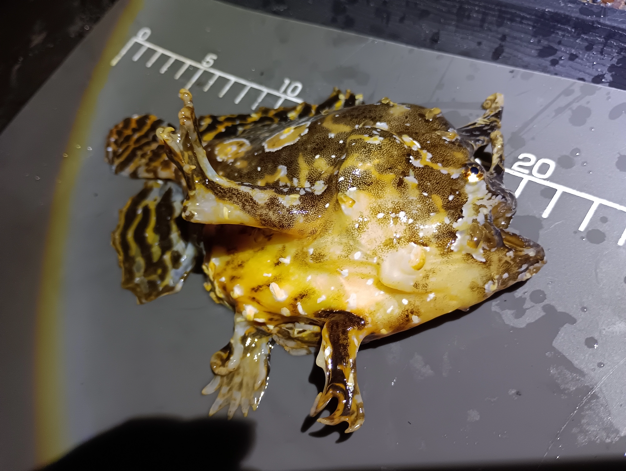 新種？足あるよね？