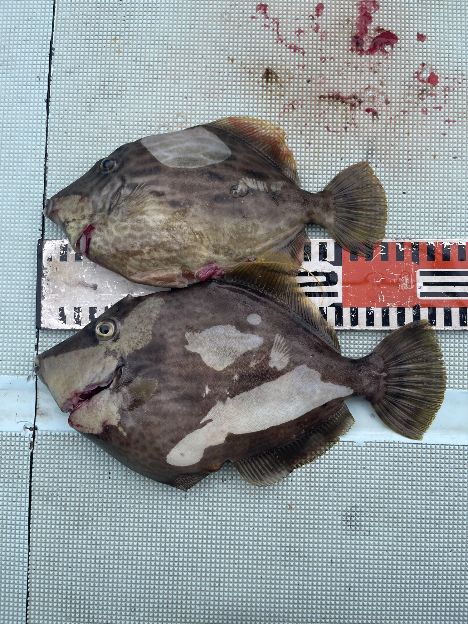 デッカハギほど水面横泳ぎがあるのでバラし多数ッ٩( ᐛ )و