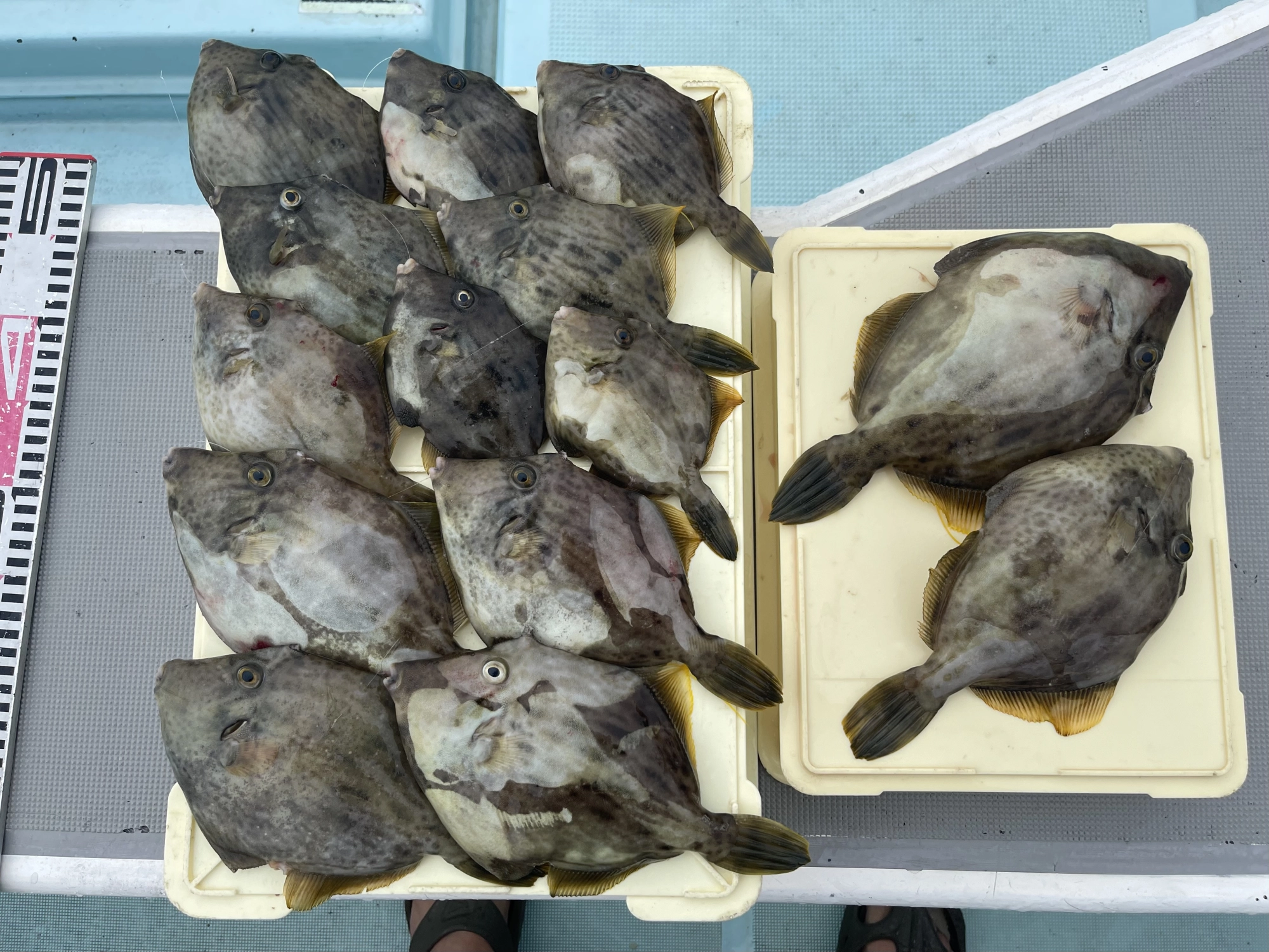 カワハギ釣りの難しいイメージはあるかもしれませんが挑戦するのみッ‼︎