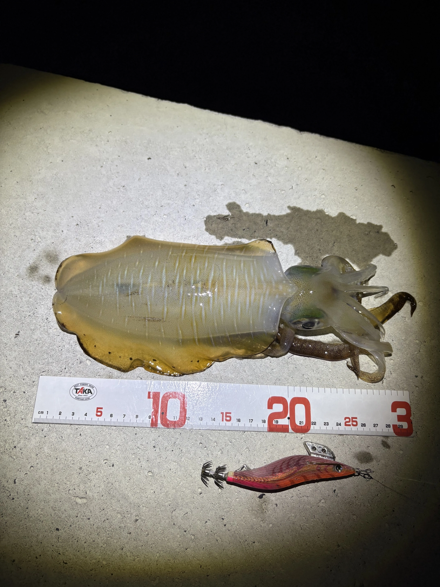 今日は3号のが反応良し！