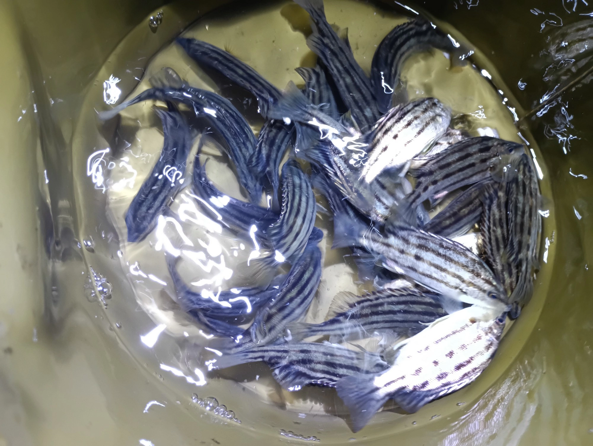 瓜坊爆！リリースだね☆