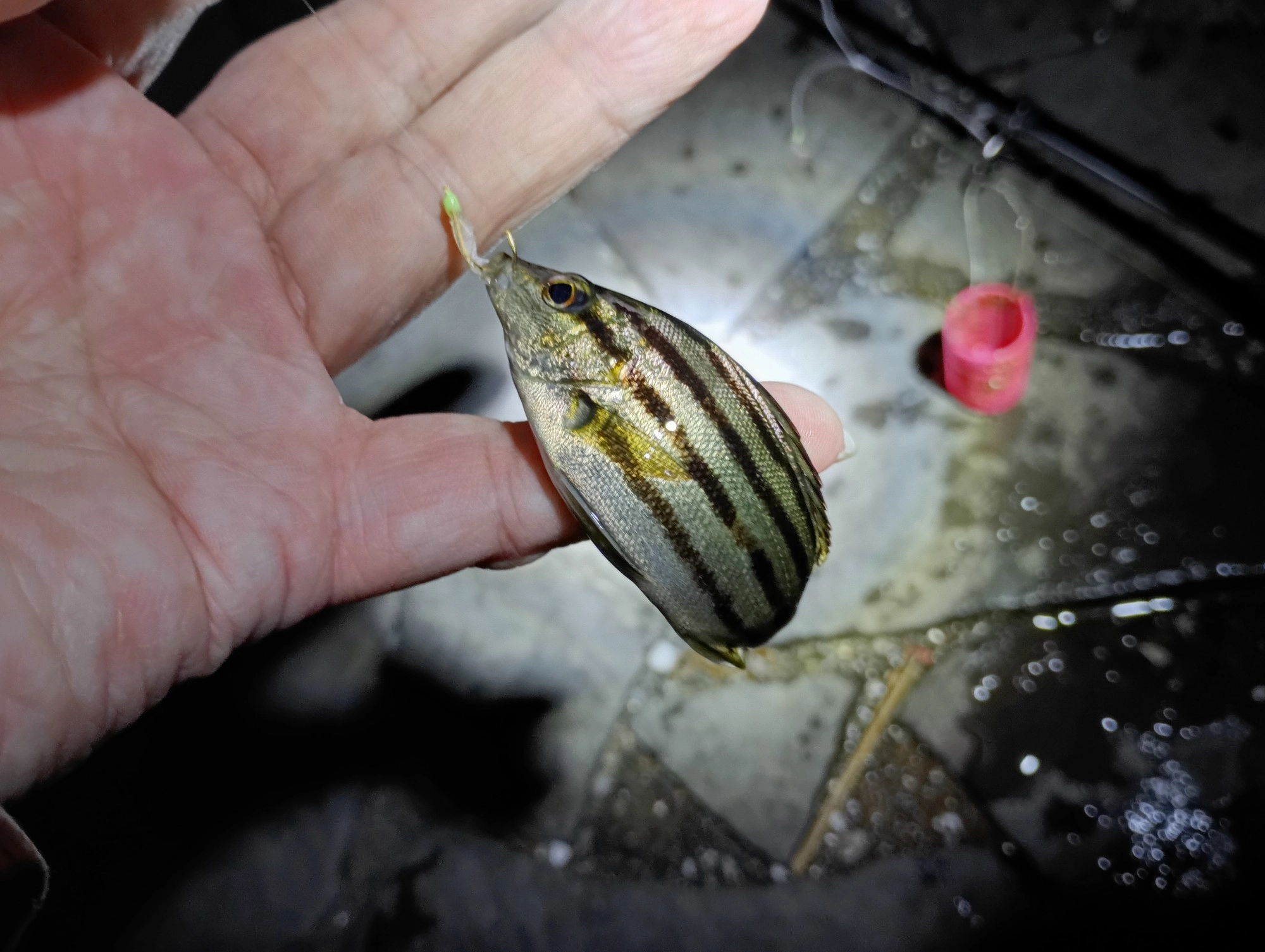 サビキで瓜坊♪