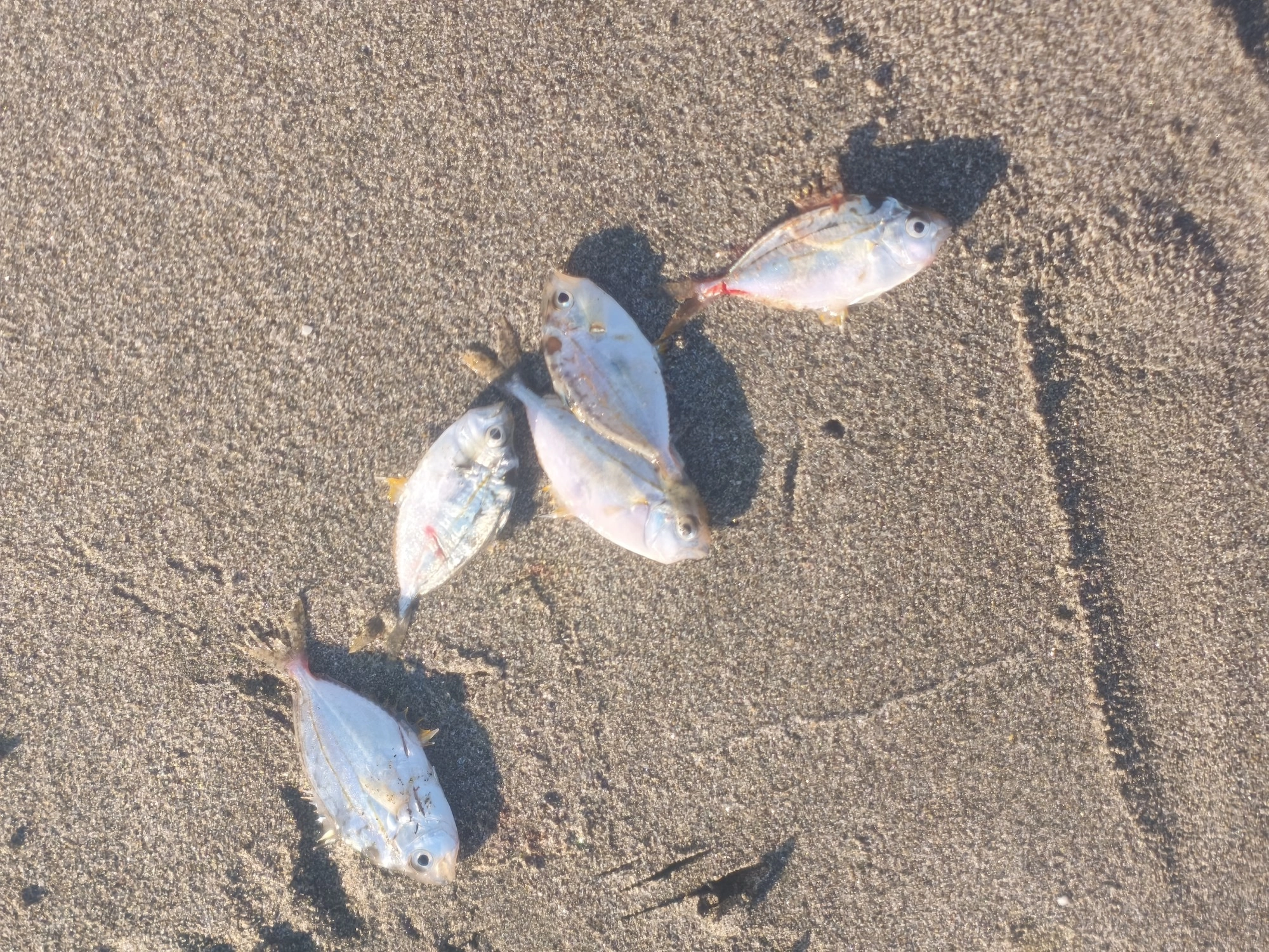 お腹の中はヒイラギでいっぱいでした。