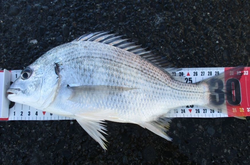 キビレ33cm　元気いっぱいでした。