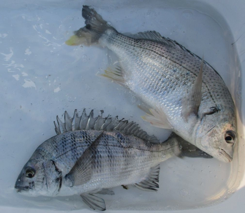 黒鯛29cm　30㎝に届かず。今後の釣果に期待です。