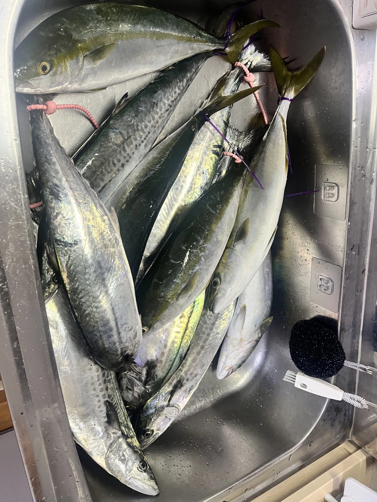 サゴシ7尾、ツバス4尾の計11尾