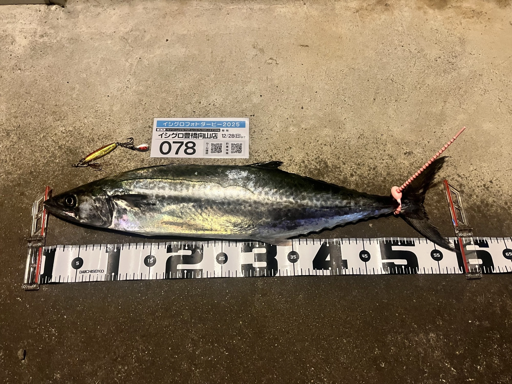 釣れた中で一番大きかった58cmのサゴシ
