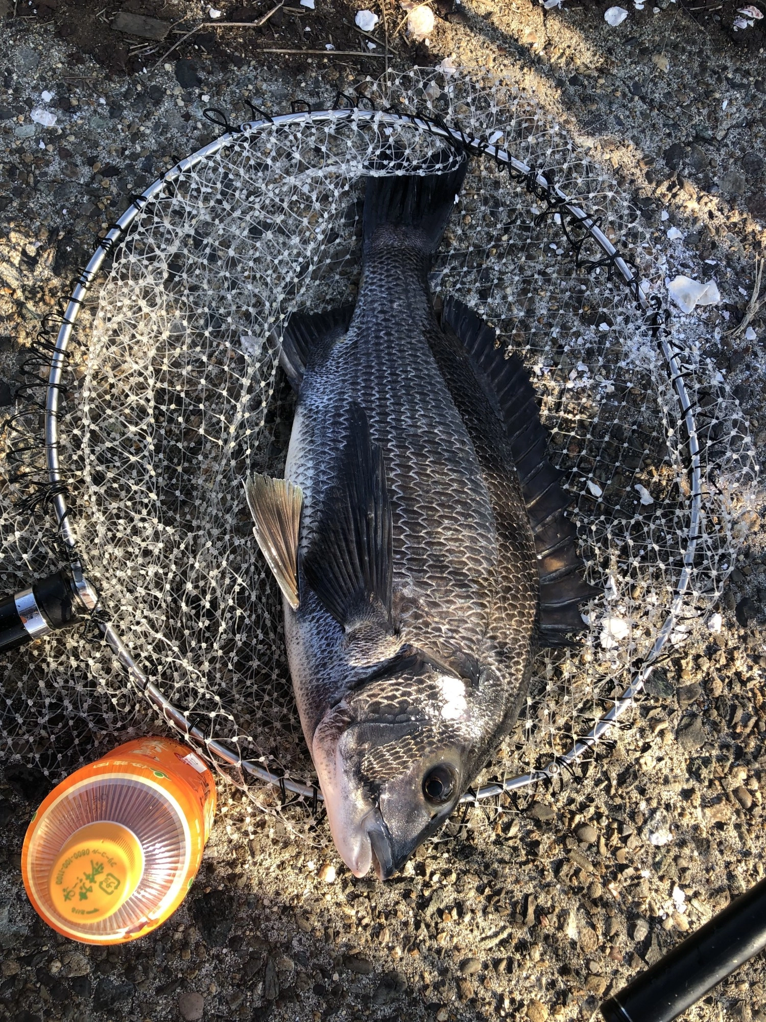 ゆっくりウキ閉まるクロダイ特有の当たりでした。