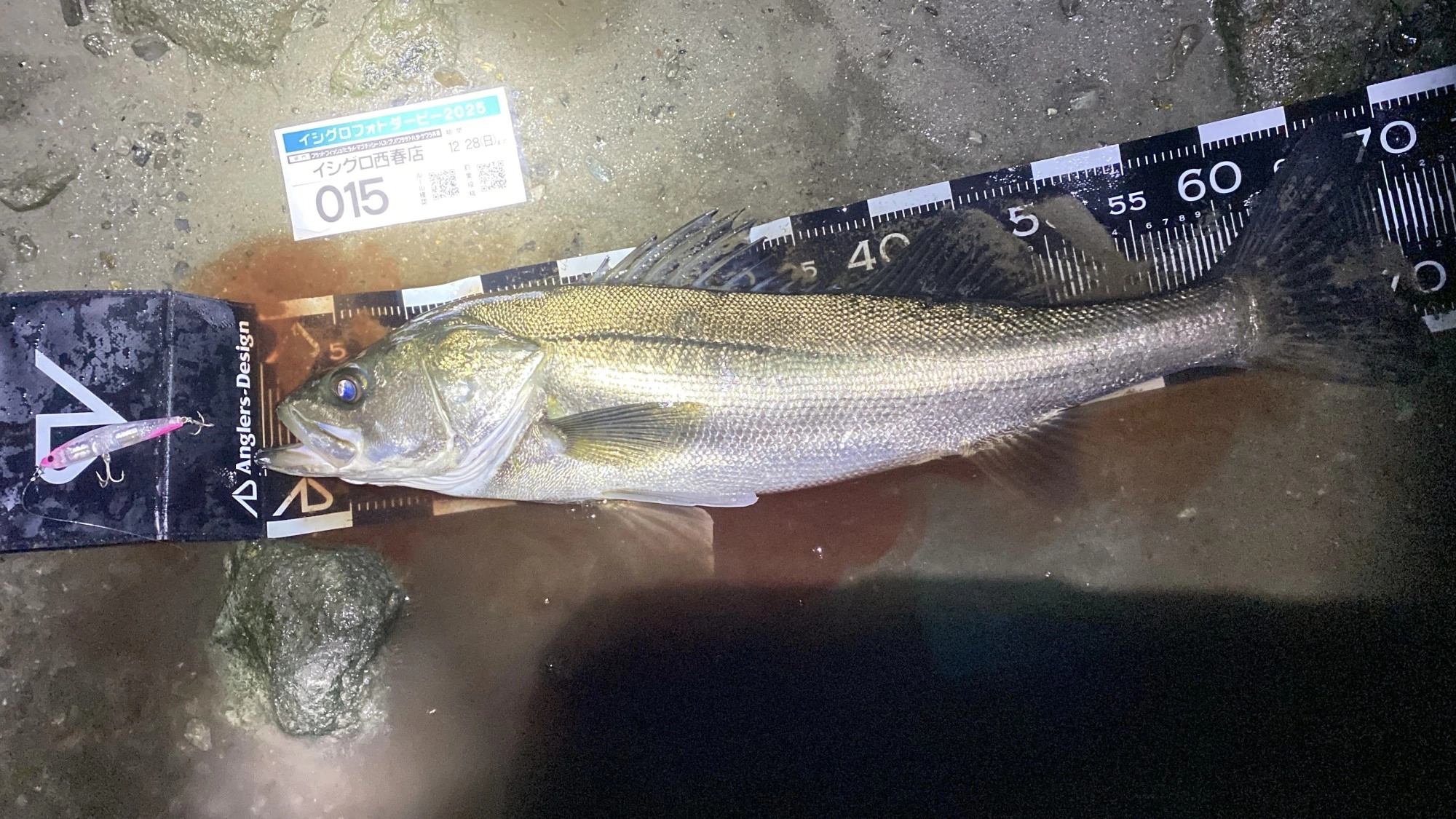 少し痩せていましたがキレイな個体でした、写真を撮り早々にリリースしました