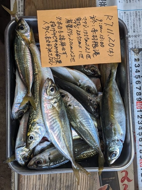 投げサビキでしか釣れなかった