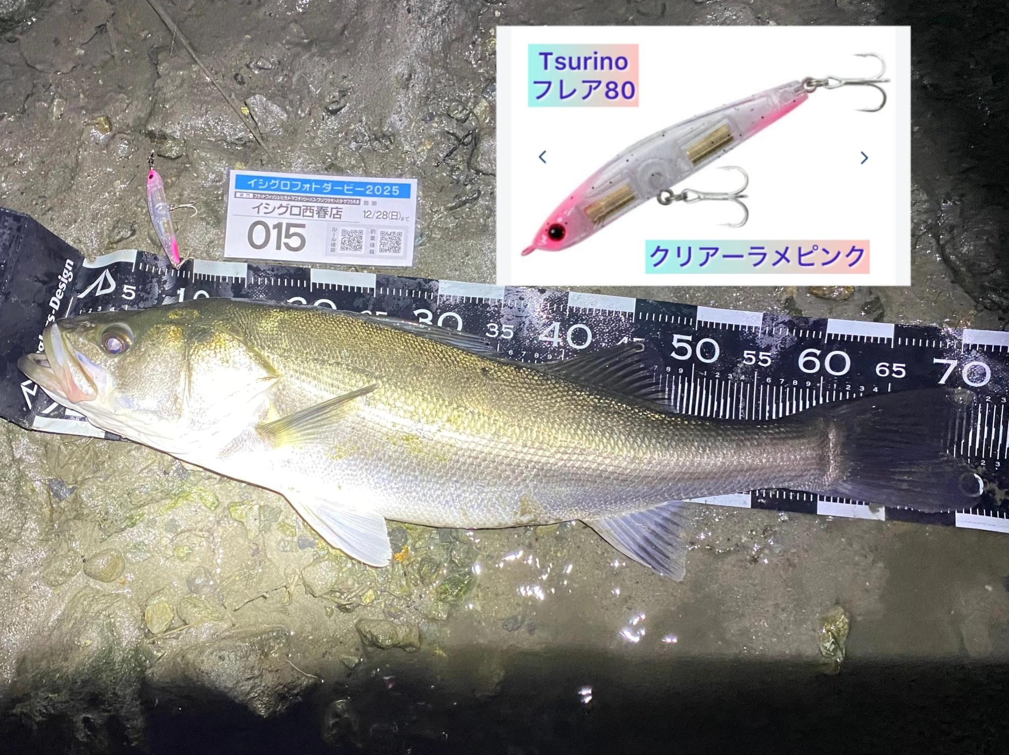 丸々太ったキレイでいい個体のシーバス♪コンディションがいい感じです♪