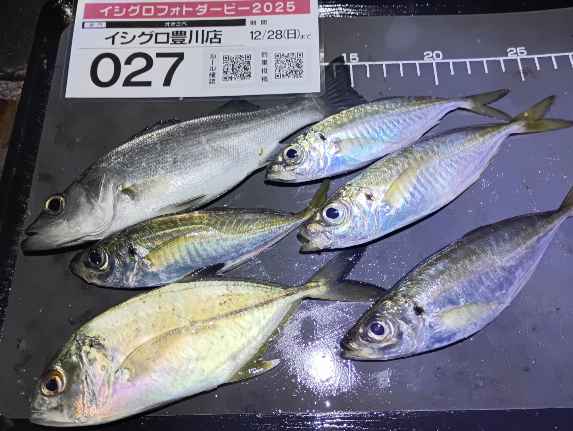 アジング好調♡