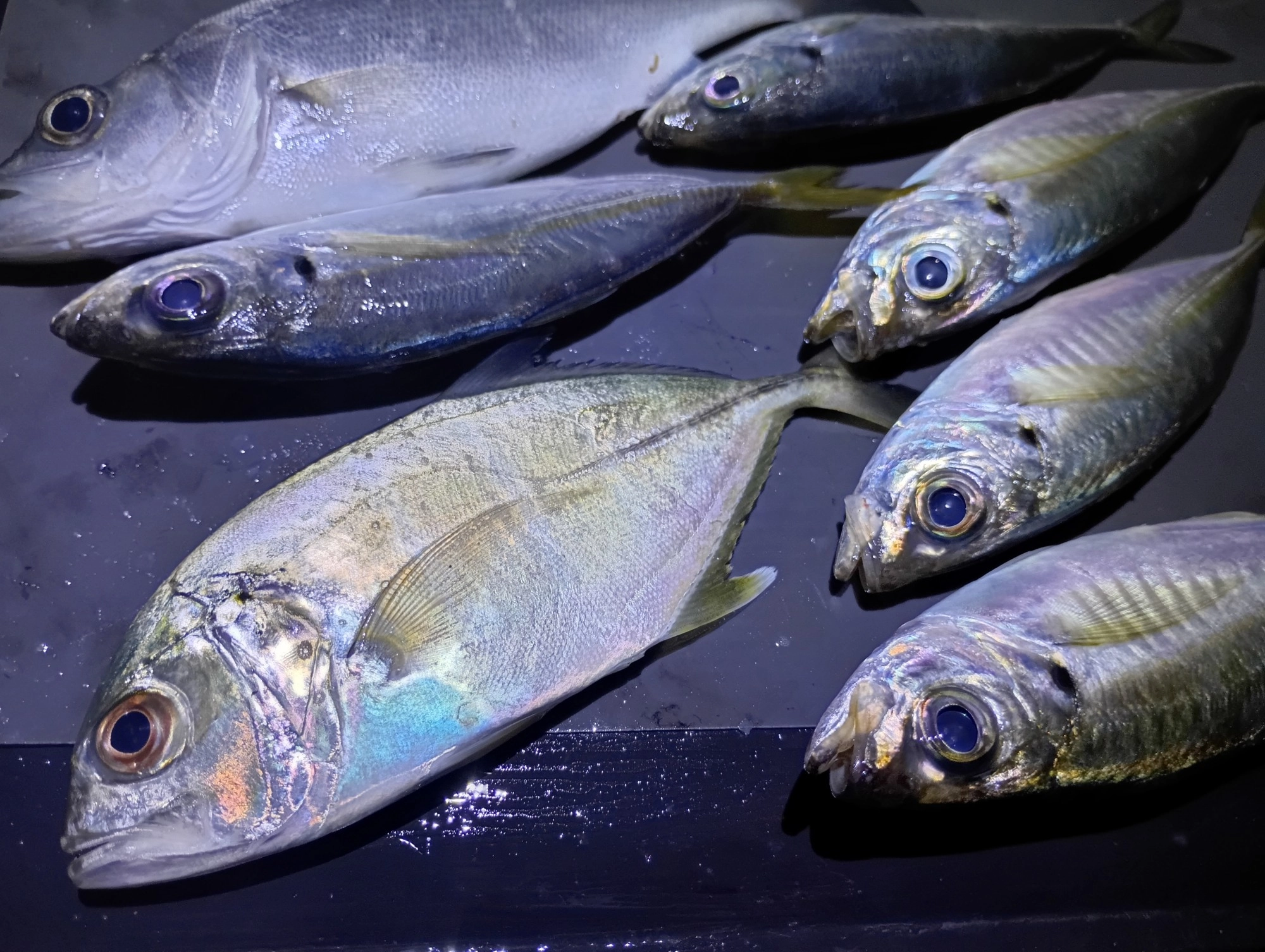 メッキ☆アジアジ♪