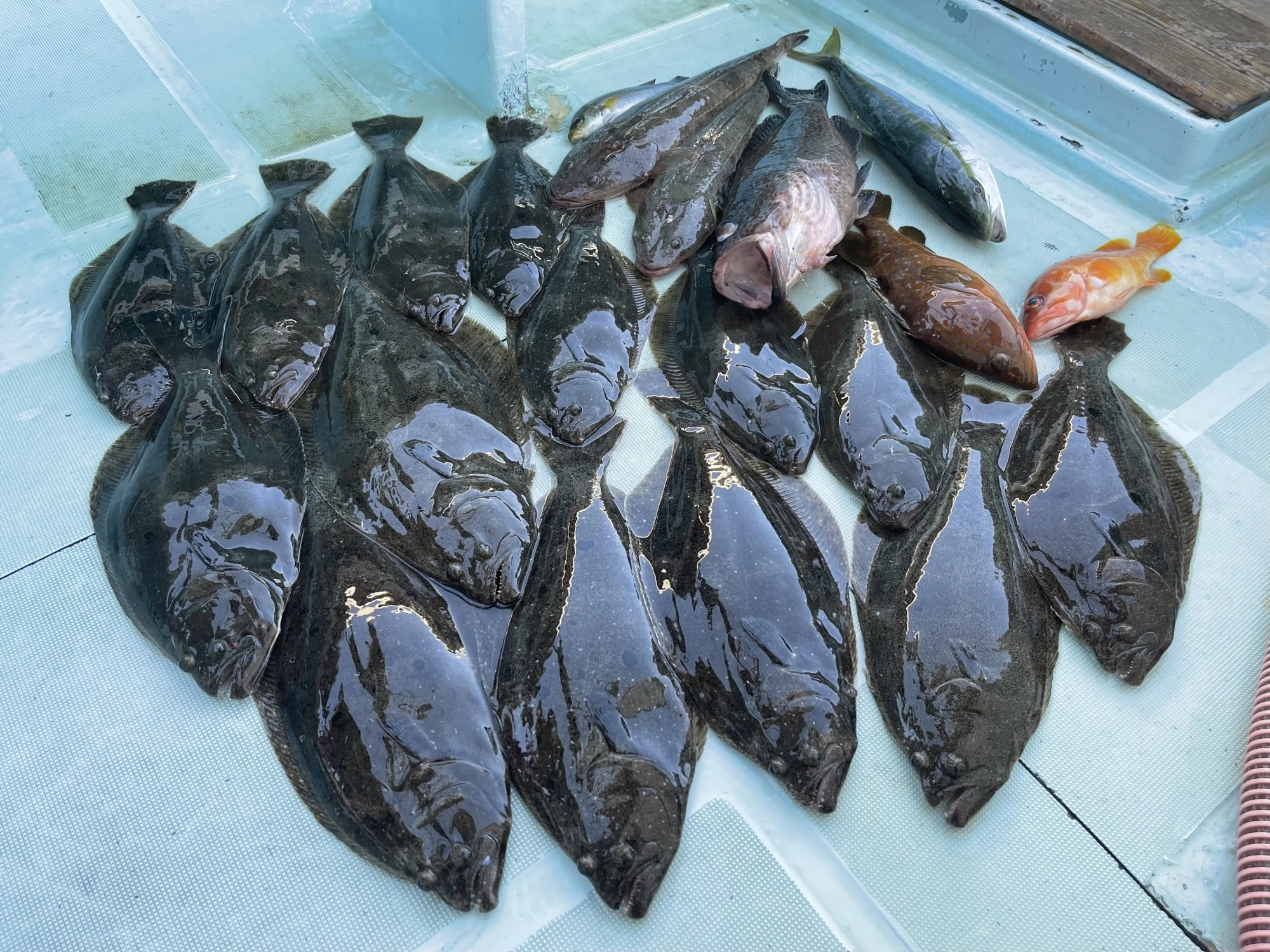 船廻し上手く行かず苦戦も地合いでバタバタっと肉厚ビラメ狩りッψ(｀∇´)ψ