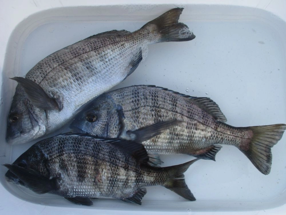 朝はアタリ無く苦戦しましたが、昼前から反応が出始めました