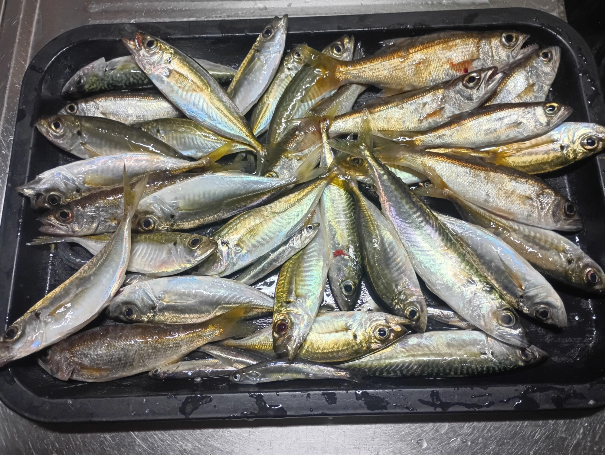 浜名湖は、ほぼ魚屋さん♡