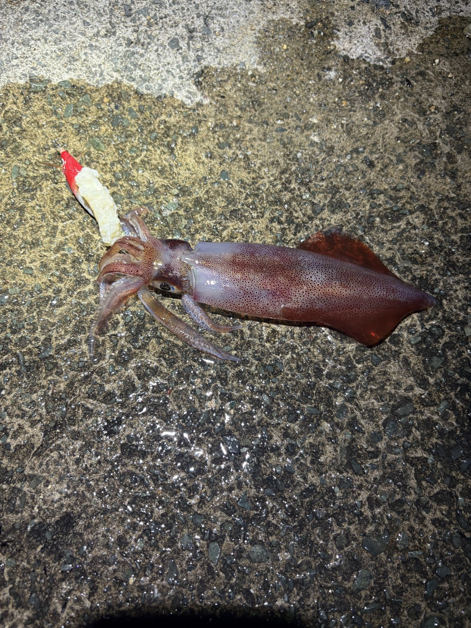 ありがとね！