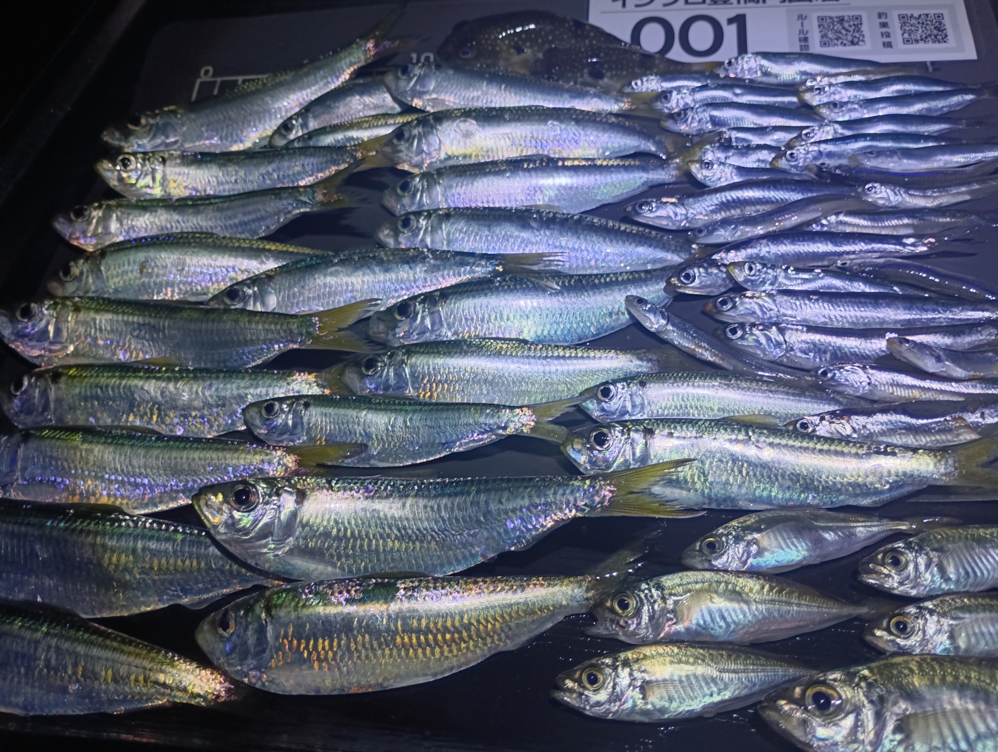 GW浜名湖サビキ絶好調♪(≧∇≦)b | 釣具のイシグロ | 釣り情報サイト